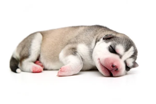 Adorable Cachorro Husky Siberiano Sobre Fondo Blanco — Foto de Stock