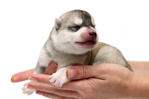 Adorable Siberian Husky Puppy White Background — Stock Photo, Image