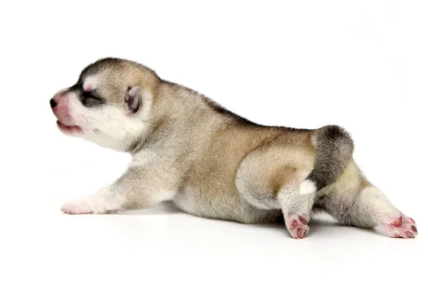 Schattige Siberische Husky Puppy Witte Achtergrond — Stockfoto