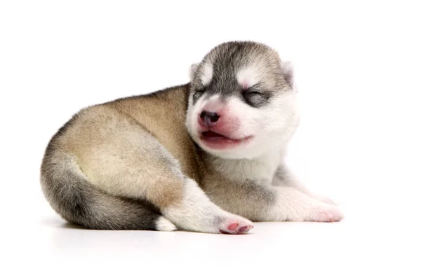 Bedårande Sibiriska Husky Valp Vit Bakgrund — Stockfoto