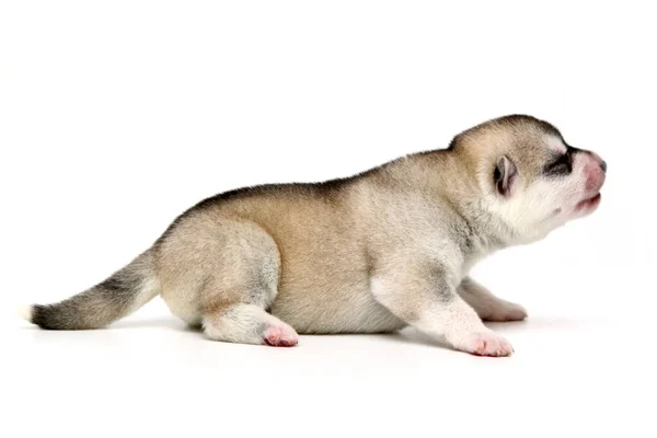 Schattige Siberische Husky Puppy Witte Achtergrond — Stockfoto