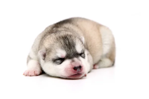 Schattige Siberische Husky Puppy Witte Achtergrond — Stockfoto