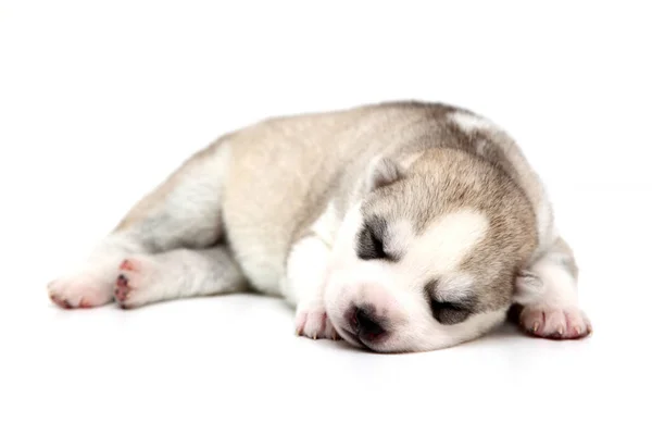 Adorable Cachorro Husky Siberiano Sobre Fondo Blanco — Foto de Stock