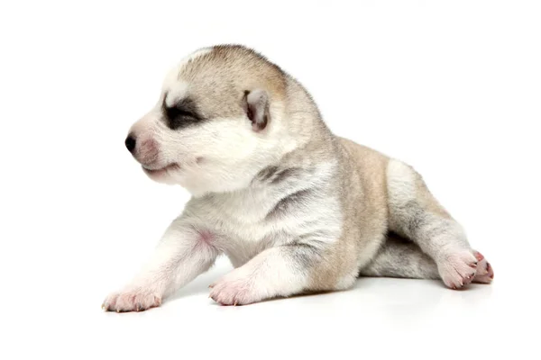 Schattige Siberische Husky Puppy Witte Achtergrond — Stockfoto