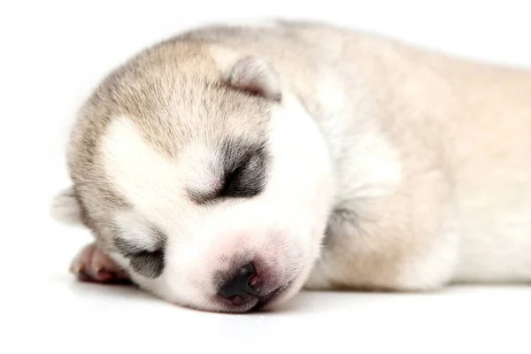 Adorable Chiot Husky Sibérien Sur Fond Blanc — Photo
