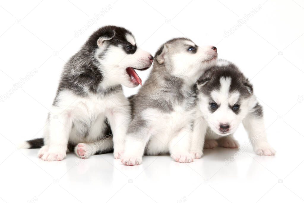Adorable Siberian Husky puppies on white background