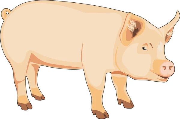 Απομονωθεί σε λευκό το γουρούνι — Διανυσματικό Αρχείο