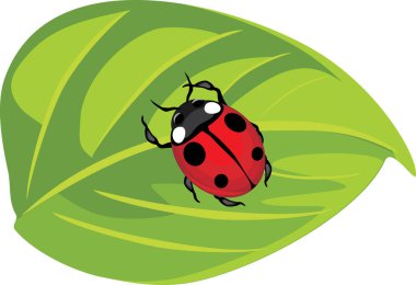 Yeşil yapraklı uğur böceği