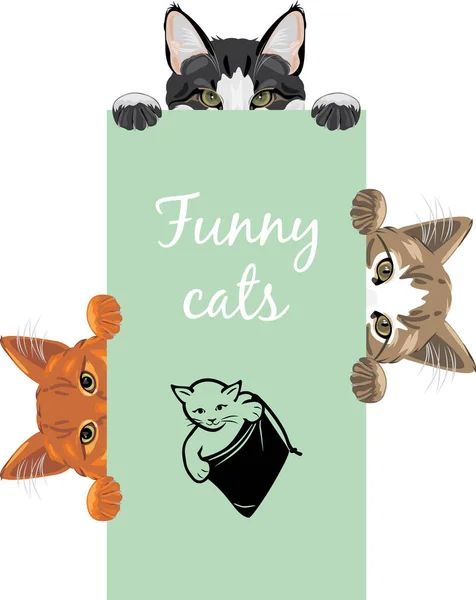 Three Funny Spying Cats Design Label — 图库矢量图片