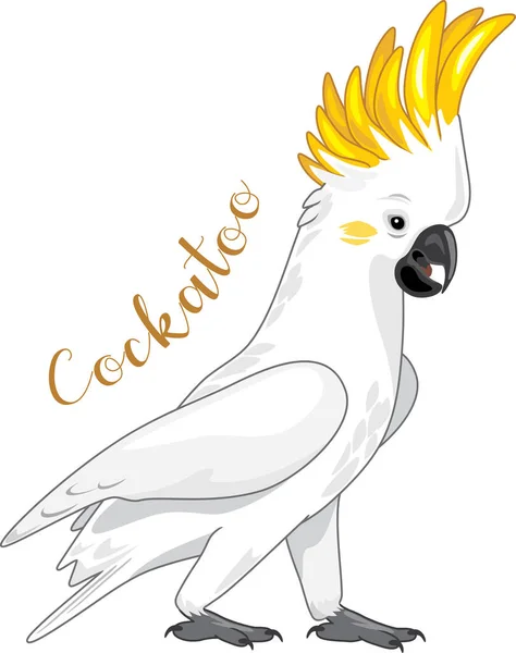 Cockatoo Izolované Bílém — Stockový vektor