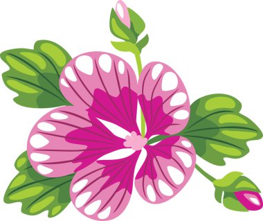 Beyazın üzerinde çiçek açan marloz. Siyah çizgiler olmadan çizim