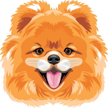 Şirin bir Pomeranya köpeği portresi