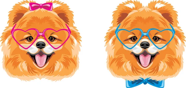 Retrato Dois Lindos Cães Pomerânia — Vetor de Stock