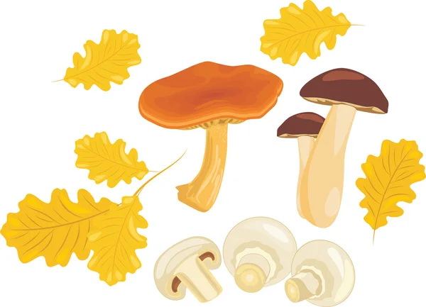 Mushrooms with oak leaves — Stock Vector