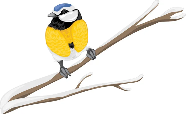 Blue tit sitting on a branch tree — Stock Vector