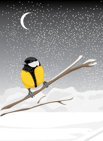 Karlı şube ağaçta oturuyor baştankara