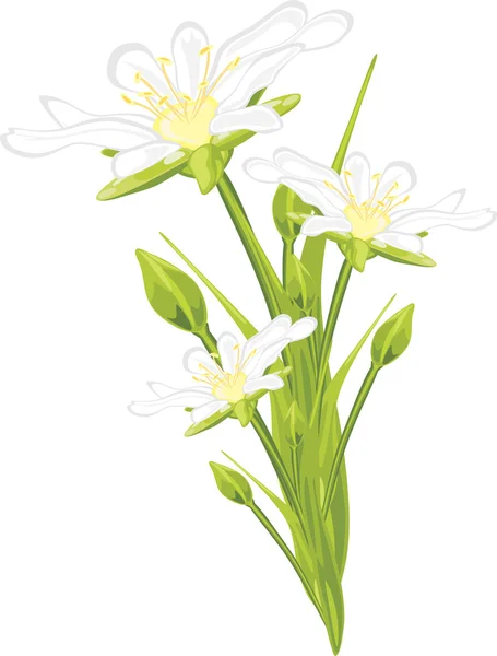 Flores blancas de primavera — Archivo Imágenes Vectoriales
