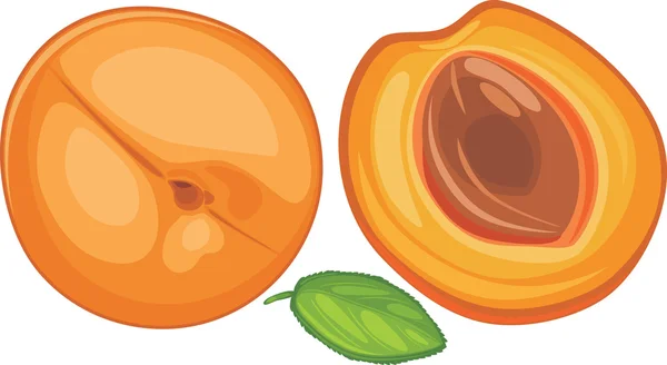 Apricot isolated on the white — Stock Vector