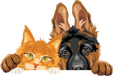 Tatlı Alman çoban köpeği ve Maine Rakunu çok iyi arkadaştır.