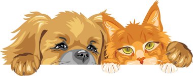 Pekin köpeği ve Ginger Maine Rakunu çok iyi arkadaştır.