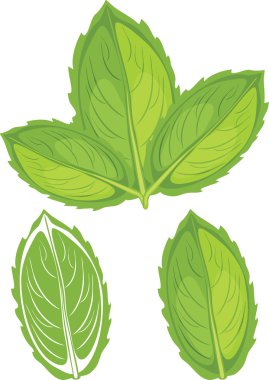 Nane yaprakları üzerinde beyaz izole