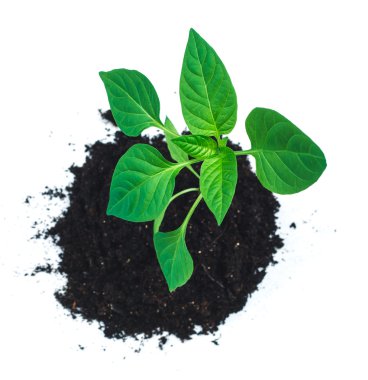 Toprakta filizleniyor..