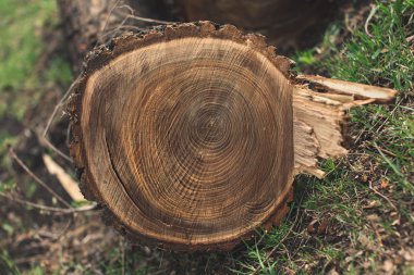 Yere kesilen ağaçlar.