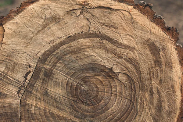 Перетин дерева . — стокове фото