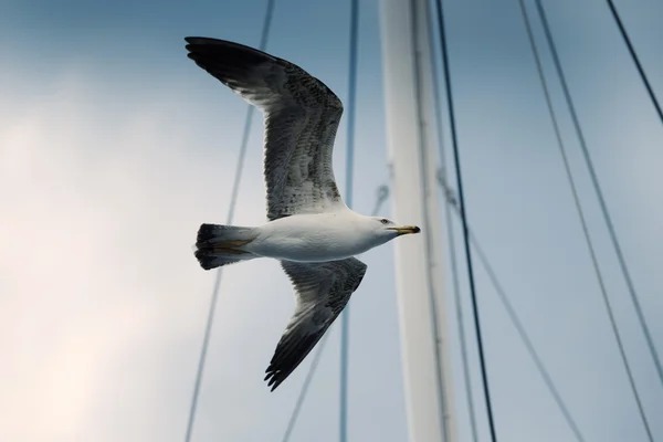 Seagull. — Stock Photo, Image