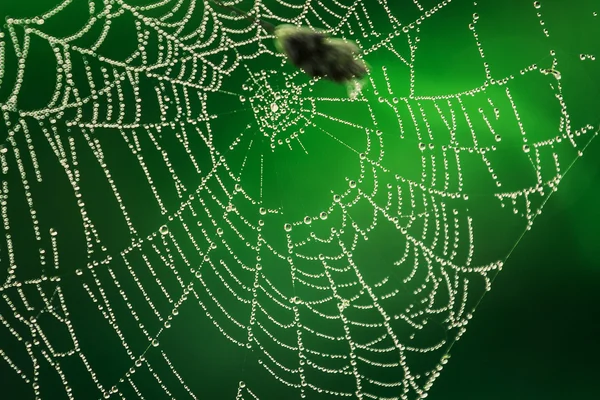 Çiy örümcek ağı. — Stok fotoğraf