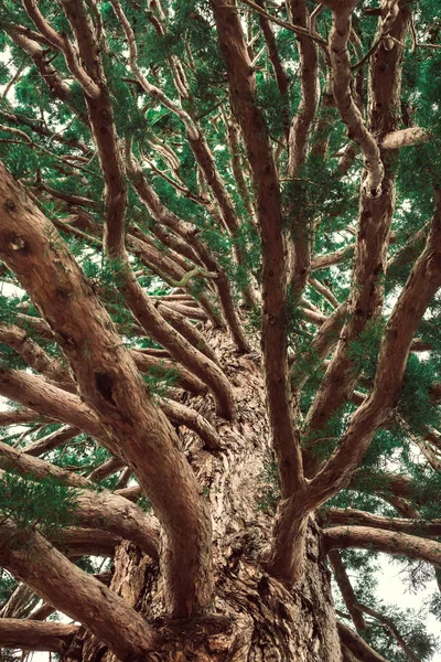 Stare drzewo. — Zdjęcie stockowe