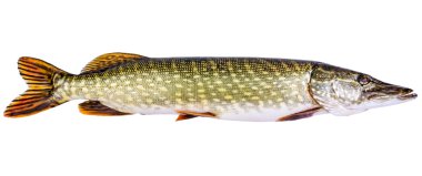 Avrupa pike siluet