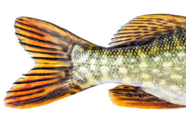 Avrupa pike masalı