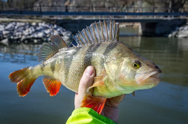 Grande perche dans la main du pêcheur — Photo