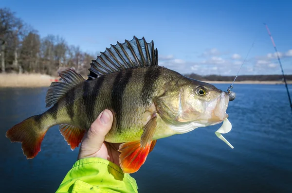 Big perch for softbait — Stock Photo, Image