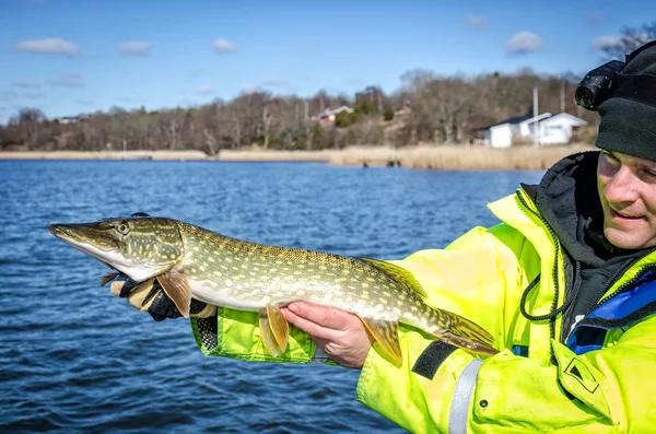 Pescador presenta lucio fresco capturado — Foto de Stock