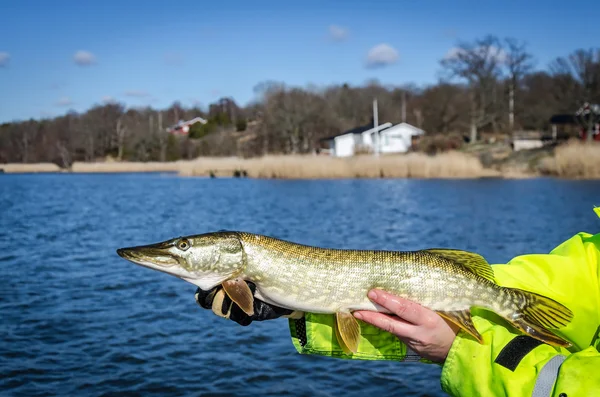 Sea pike portrait — Stock Photo, Image