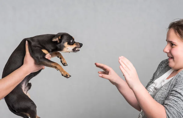 Cane aggressivo Pinscher — Foto Stock