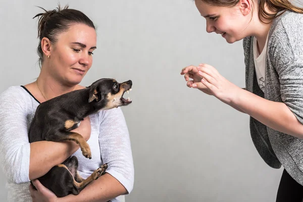 Pinscher Hund verteidigt den Besitzer — Stockfoto