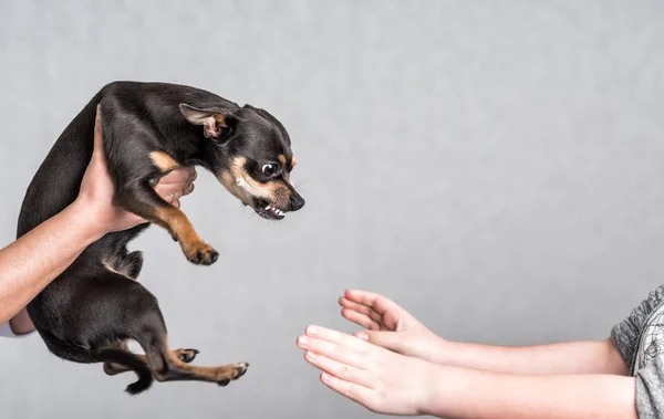 Pinscher perro reacción agresiva — Foto de Stock