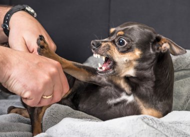Small dog aggression clipart
