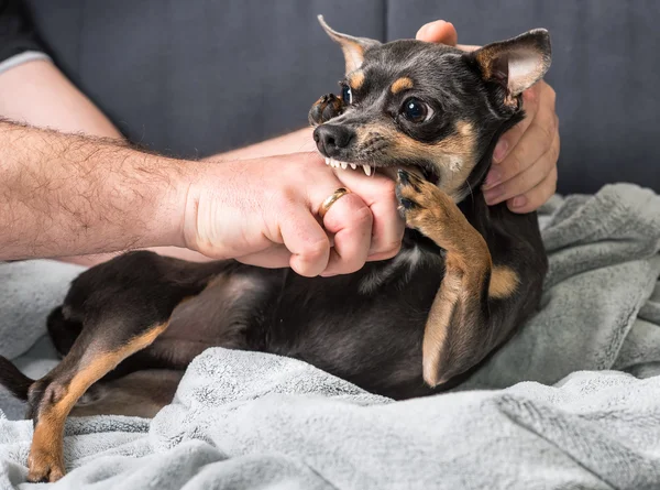 Perro pequeño muerde al dueño — Foto de Stock