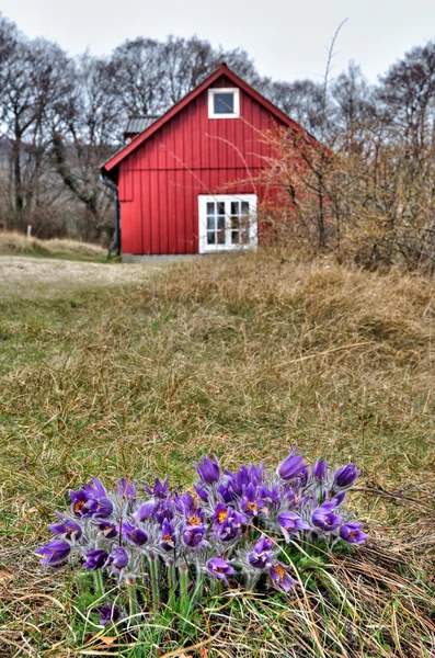 Pasque-flores em campo sueco de primavera — Fotografia de Stock