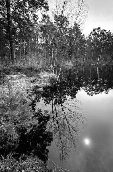 Monochromatisch natuurlandschap met reflectie — Stockfoto