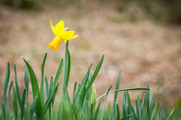 Einzelne Frühling Narzissen Nahaufnahme — Stockfoto