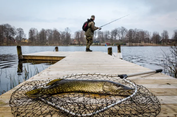 Pêche au brochet — Photo