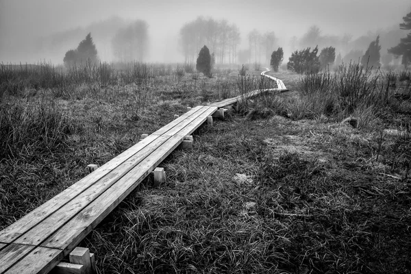 Mlhavé scenérie ve švédských mokřadu — Stock fotografie