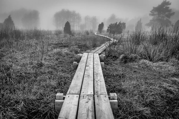 Mystic weg op Zweedse moeras — Stockfoto