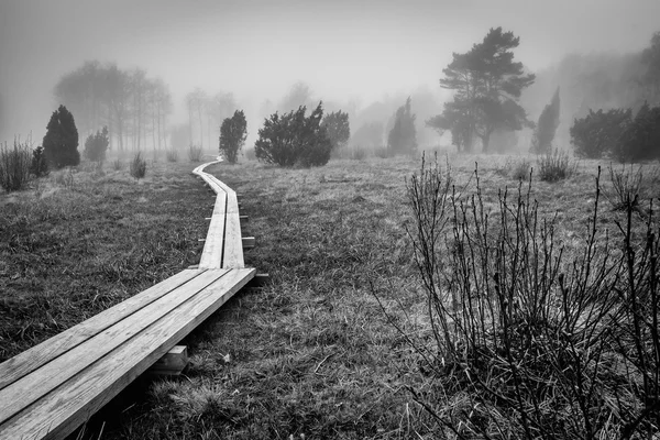 Paisaje monocromático con paisaje pantanoso sueco — Foto de Stock