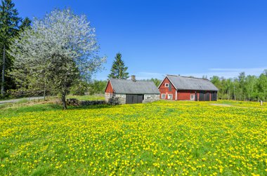 İsveçli cowshed bahar